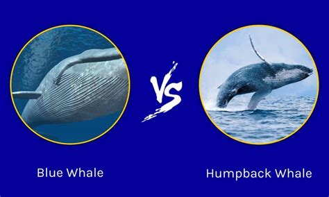 humpback whale vs blue whale